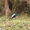 South-India-Wildlife-Tour-gallery-image-2