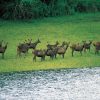 South-India-Wildlife-Tour-gallery-image-3