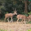 South-India-Wildlife-Tour-gallery-image-4