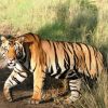 Tiger-Safari-India-Tours-image-gallery-2