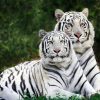 Tiger-Safari-India-Tours-image-gallery-3