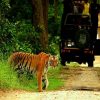 Wildlife-India-Tours-gallery-image-2