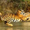 Wildlife-India-Tours-gallery-image-4